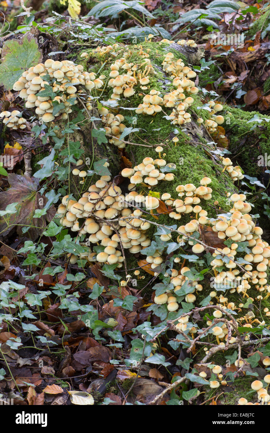 Cluster di legno marcescente ciuffo di zolfo fungo, Hypholoma fasciculare var. fasciculare Foto Stock