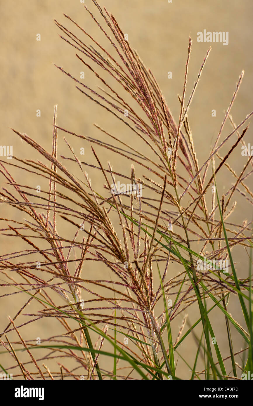 Teste di fioritura dell'erba ornamentale, Miscanthus sinensis 'mattina luce' Foto Stock