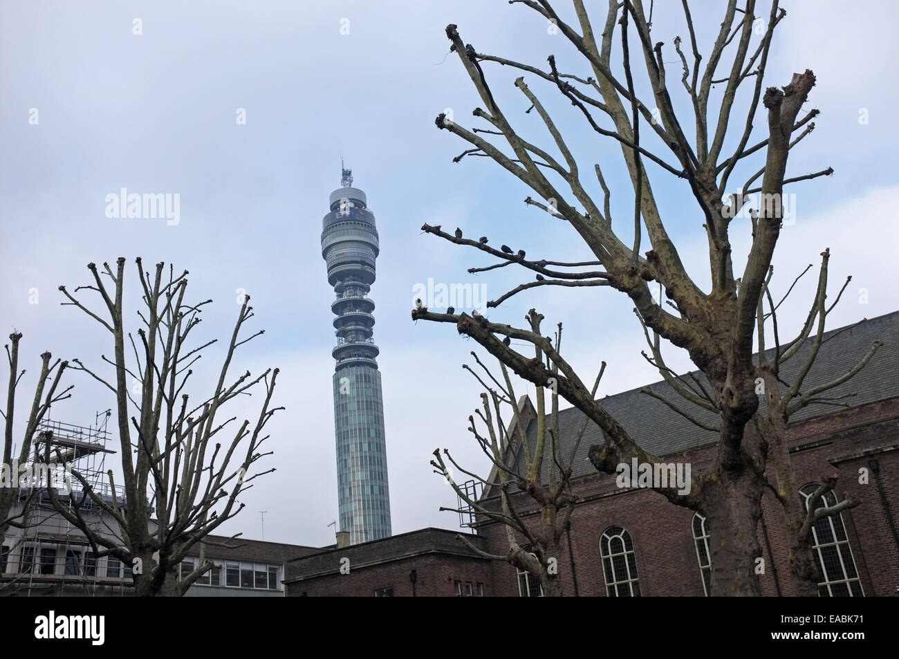 Pollarded alberi in centro a Londra con il Post Office Tower Foto Stock