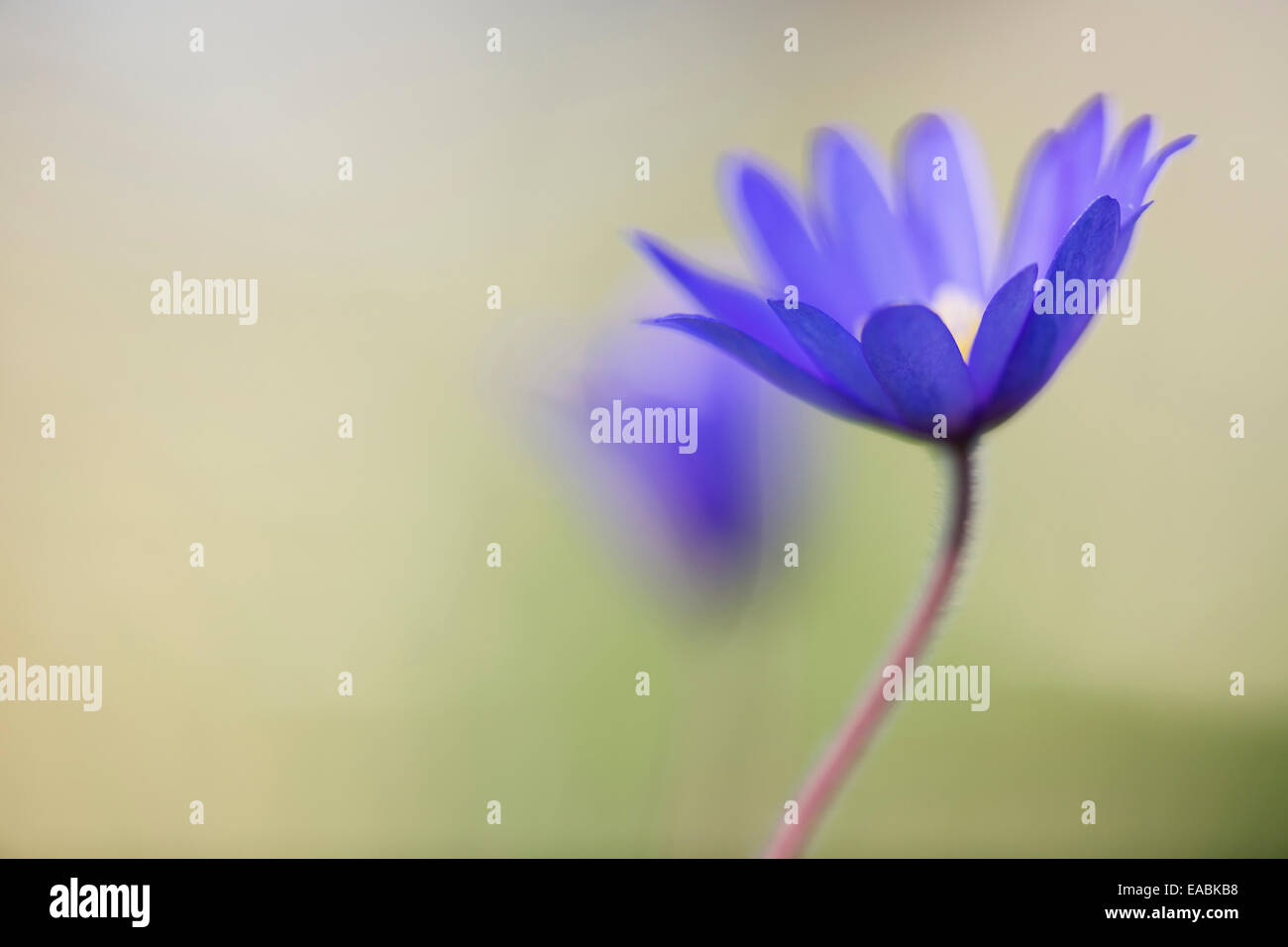 Inverno windflower, Anemone blanda " sfumature di blu'., viola l'oggetto. Foto Stock