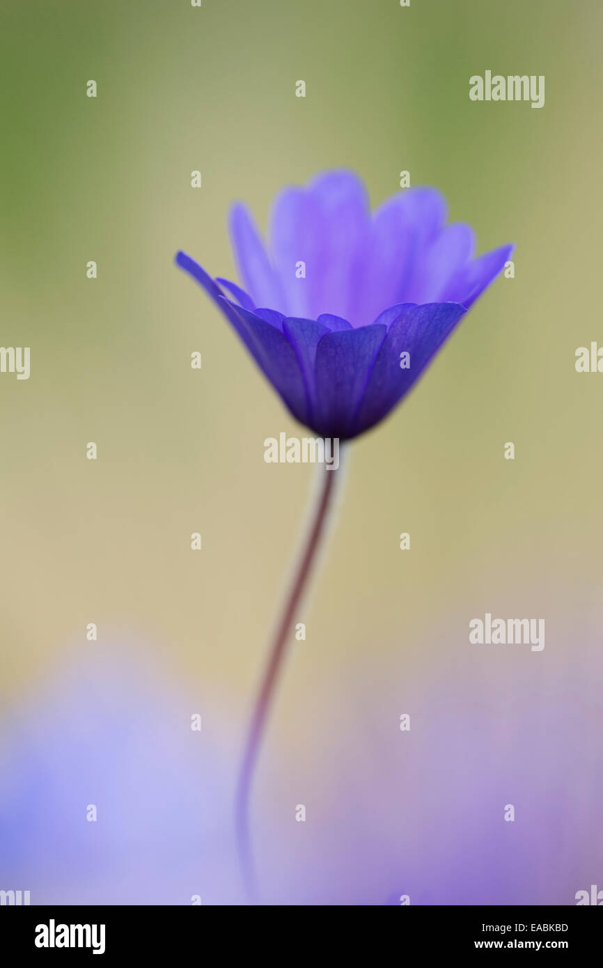 Inverno windflower, Anemone blanda " sfumature di blu', viola l'oggetto. Foto Stock