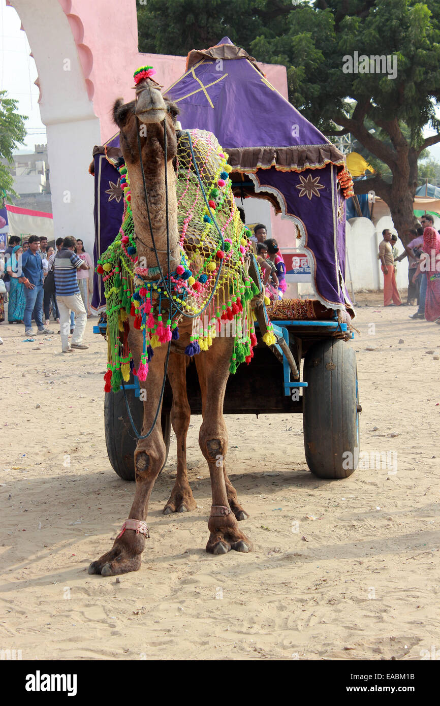 Animale, camel, colori, creatura, creature decorate, decorazione, intrattenimento, evento, eventi, equo, fiere, famoso, festival, Foto Stock