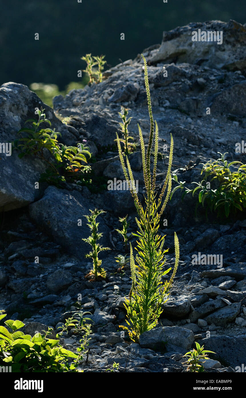 Saldare reseda luteola in fiore Foto Stock