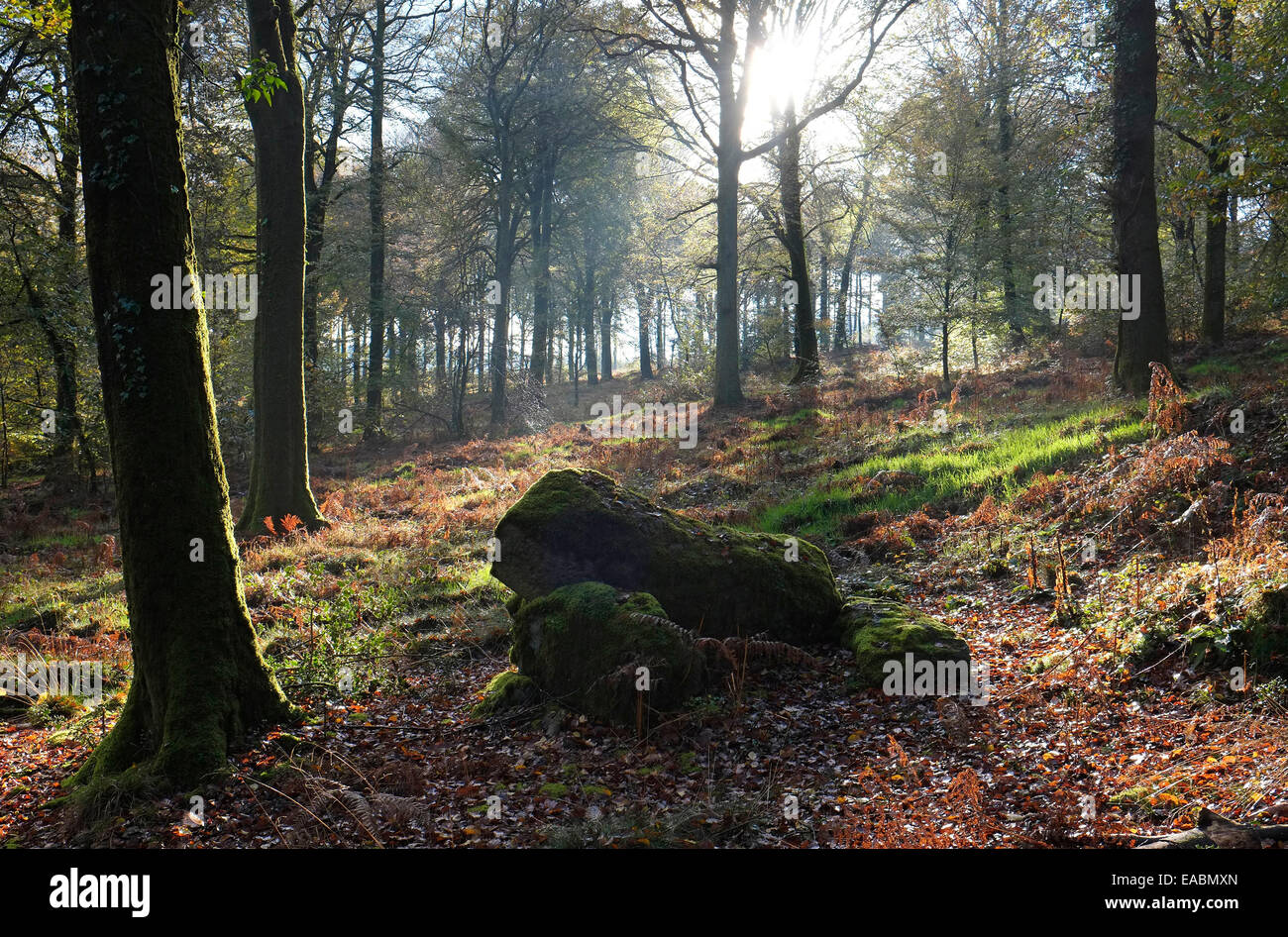 San sever foresta, regione di calvados, Normandia, Francia Foto Stock