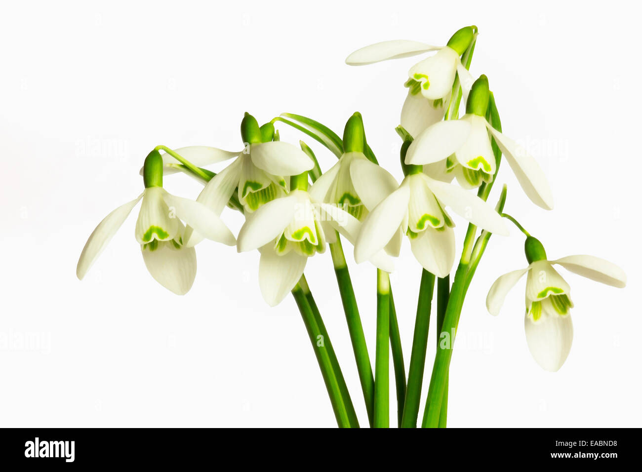 Snowdrop, Galanthus nivalis, oggetto verde, sfondo bianco. Foto Stock