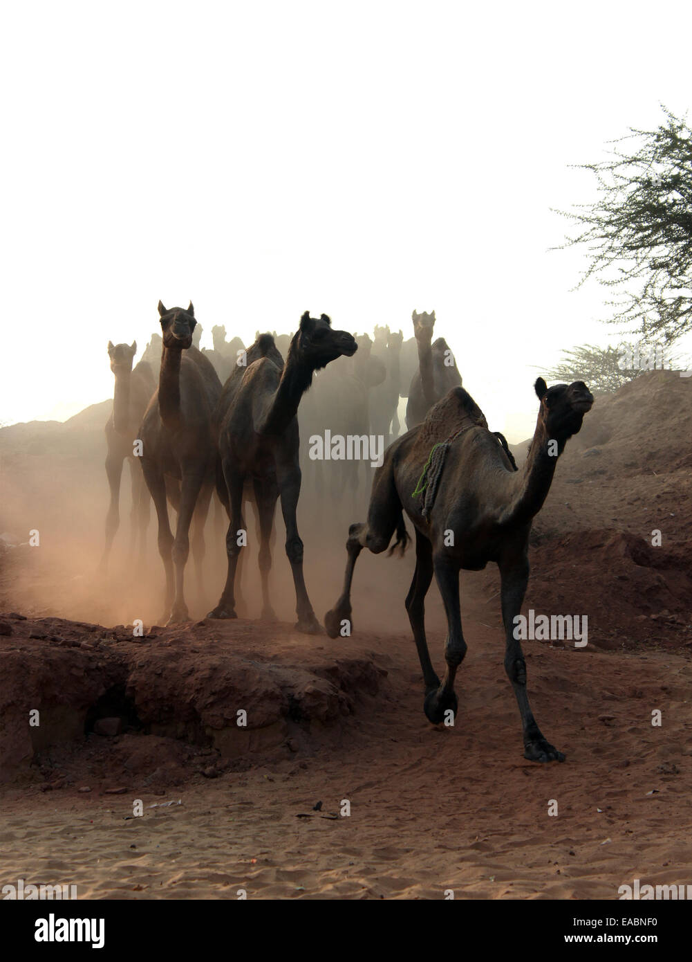 Animale, gli animali, cammello, cammelli, cultura, deserto dromedari, equo, India, luoghi all'aperto, all'aperto, pushkar, Rajasthan, sun Foto Stock