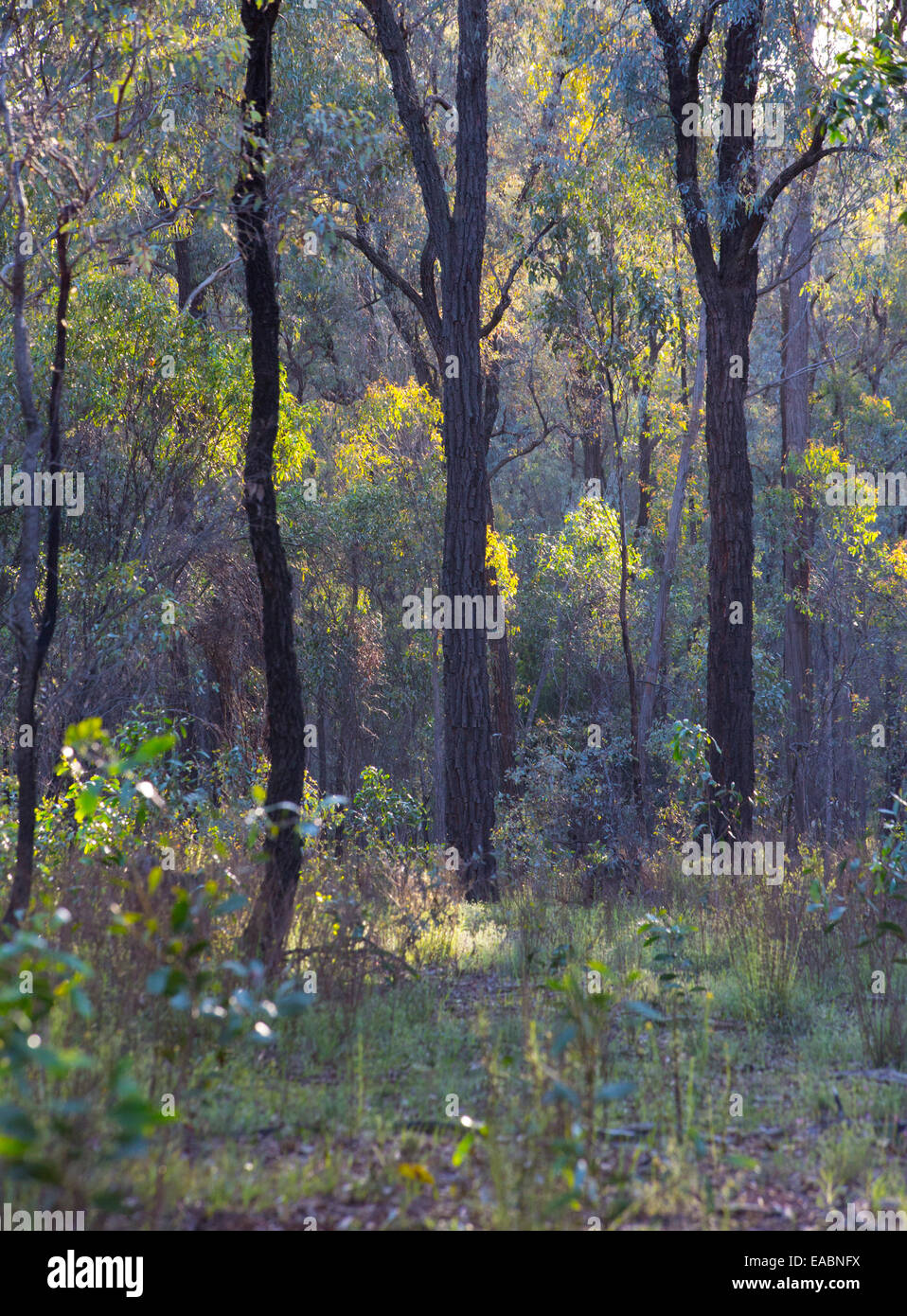 Australiano splendido bosco di ironbark retroilluminati da sole, Chiltern Box-Ironbark National Park, Victoria, Australia Foto Stock