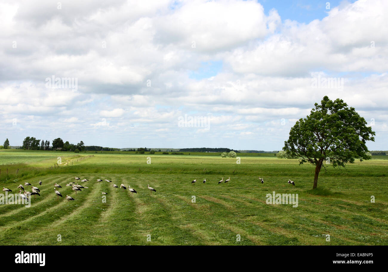 Paesaggio rurale con una struttura ad albero solitario e un gregge di cicogne Foto Stock