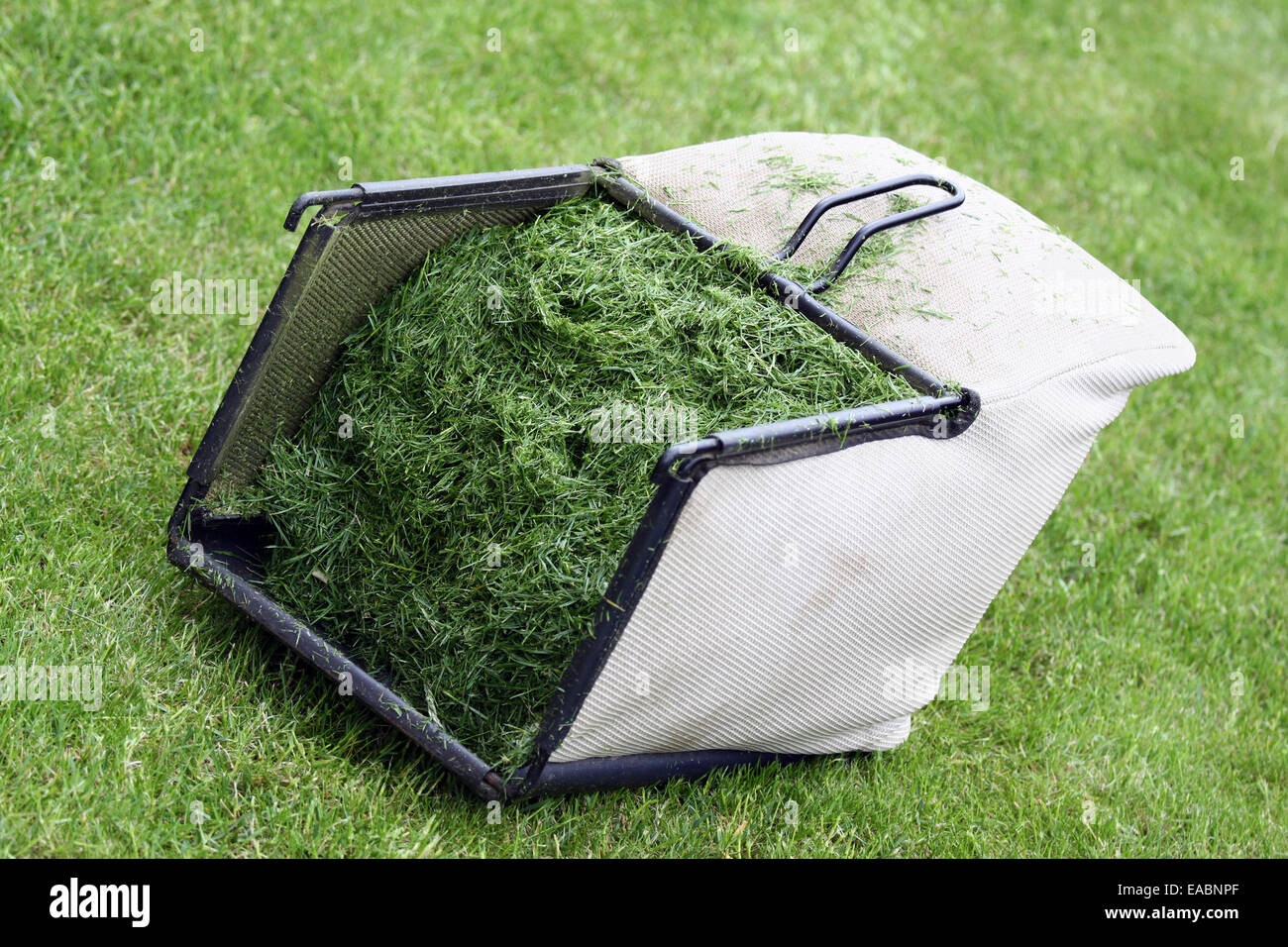 Tosaerba cesto pieno di erba appena tagliata disteso sul prato Foto stock -  Alamy