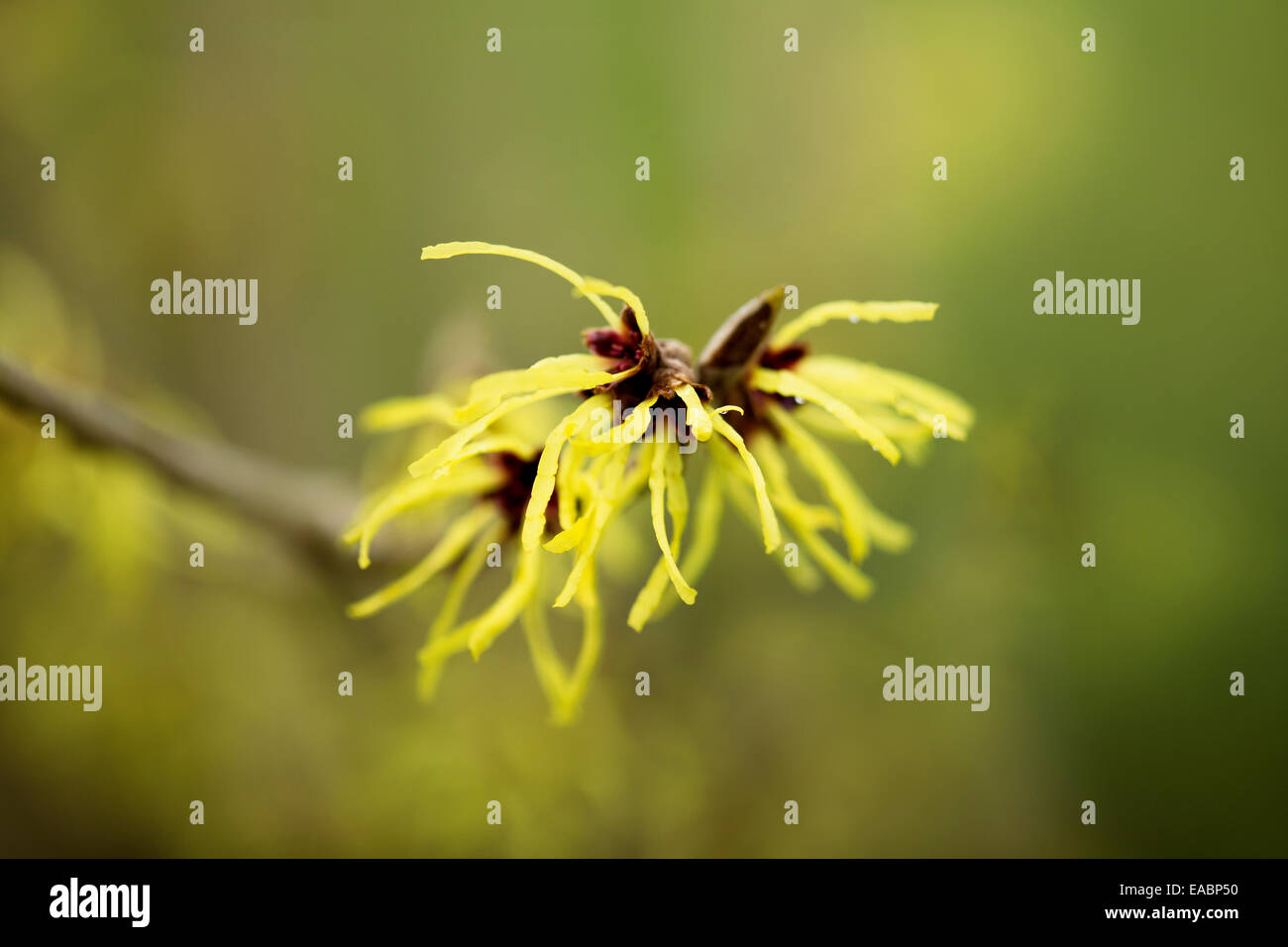 Amamelide, Hamamelis x intermedia 'pallida, Yellow soggetto, sfondo verde. Foto Stock