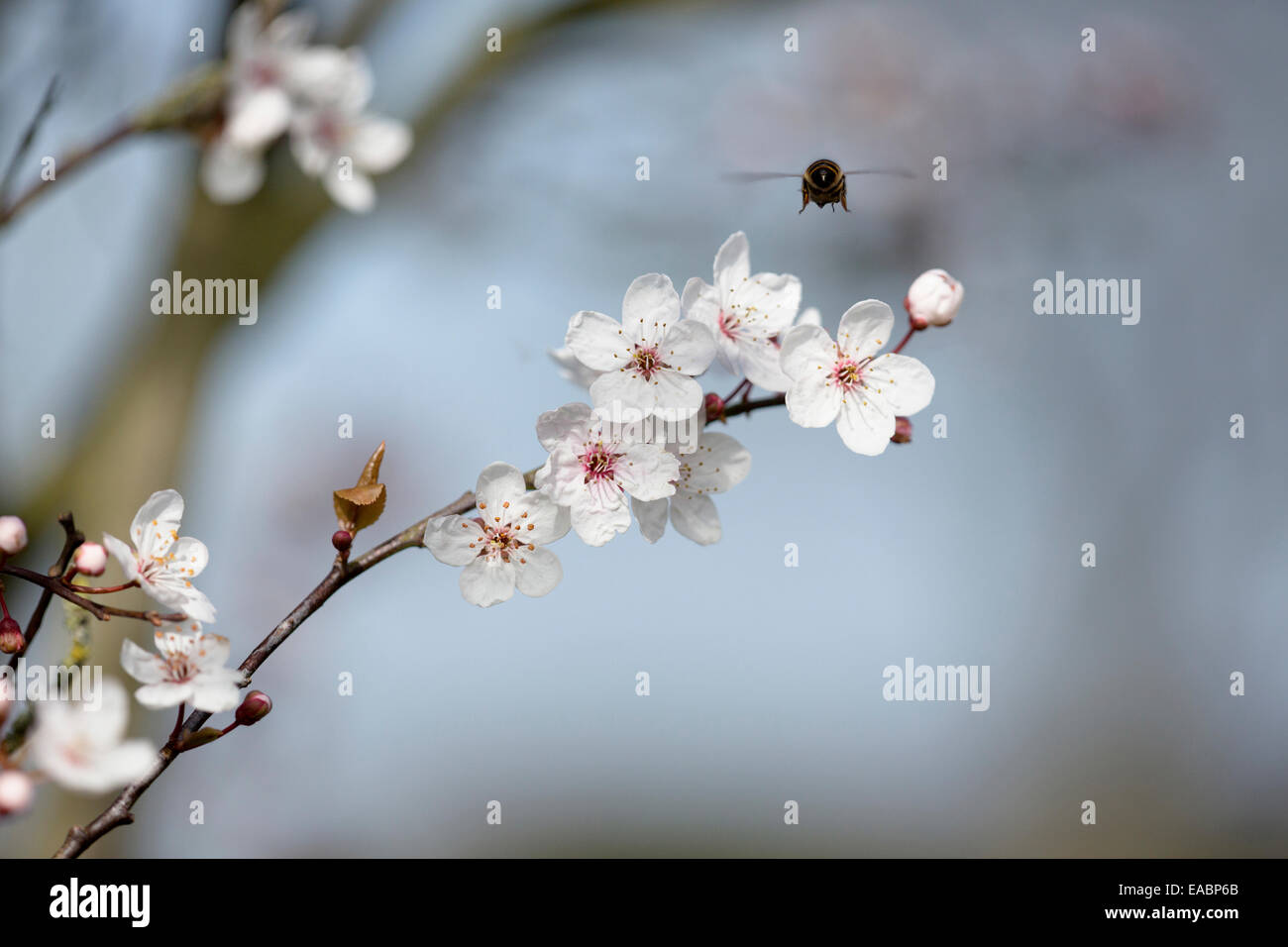 Ciliegia, ciliegio selvatico, Prunus avium, bianco oggetto. Foto Stock