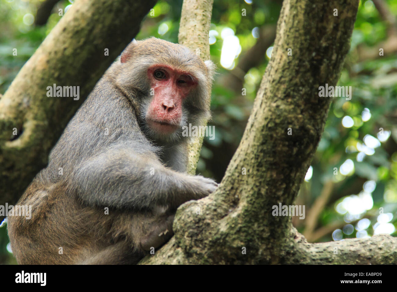 Scimmia in Shoushan, Monkey mountain in Kaohsiung city, Taiwan Foto Stock