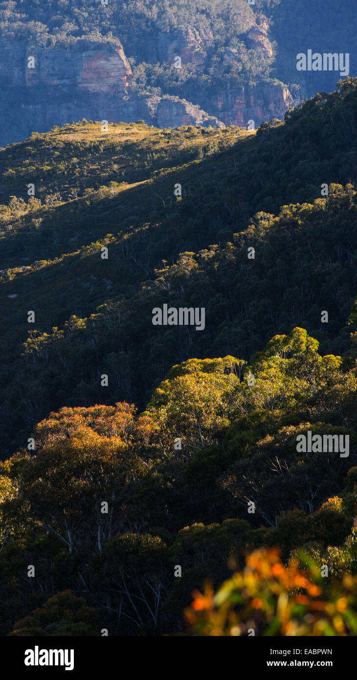 Vista di bushland e aspre gole di arenaria nel Parco Nazionale Blue Mountains, NSW, Australia Foto Stock