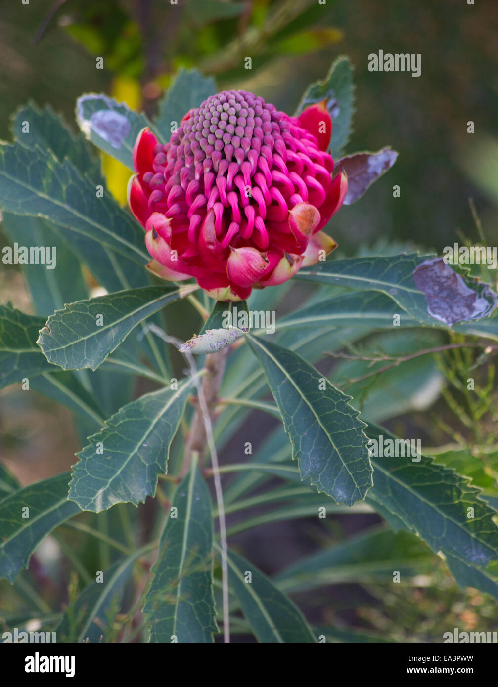 Bella rossa Waratah fiore, Telopea speciosissima, Blue Mountains, Australia Foto Stock