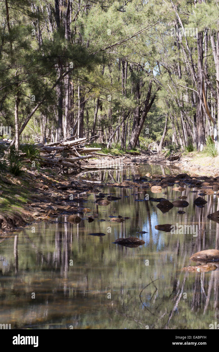 Fiume querce lungo il fiume Capertee, Capertee Valley, NSW, Australia Foto Stock