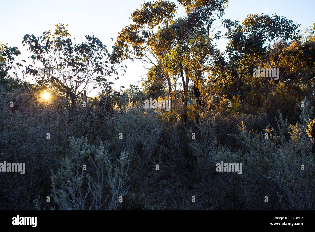 La macchia di re in pianura Parco Nazionale, NSW, Australia Foto Stock