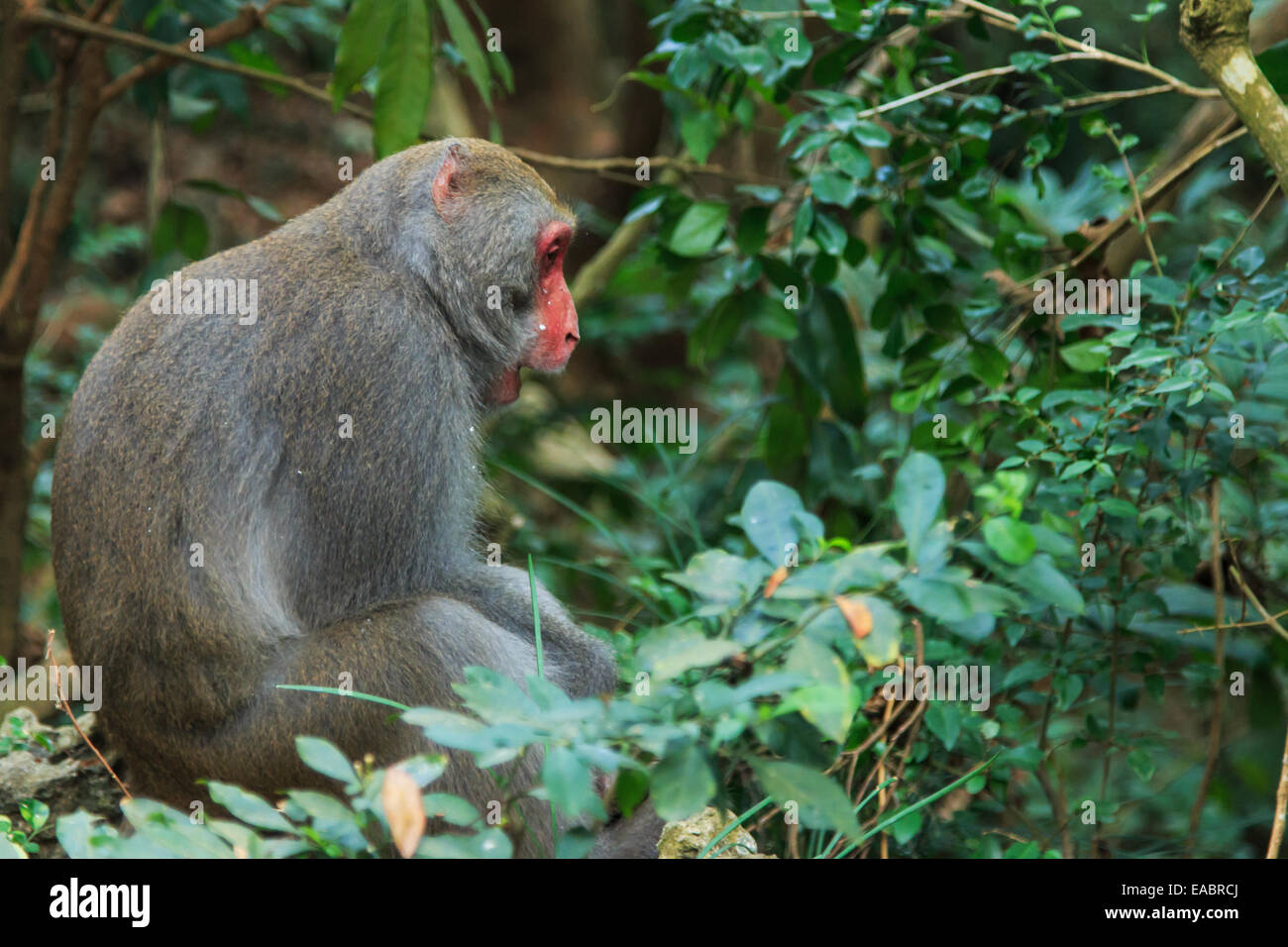 Scimmia in Shoushan, Monkey mountain in Kaohsiung city, Taiwan Foto Stock