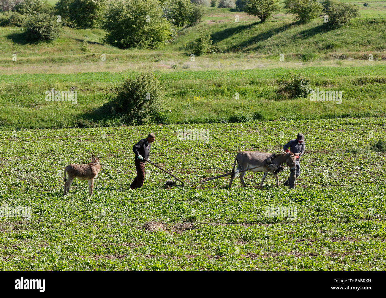 La Turchia Anatolia Orientale Gevas il lavoro sul campo con gli asini Foto Stock