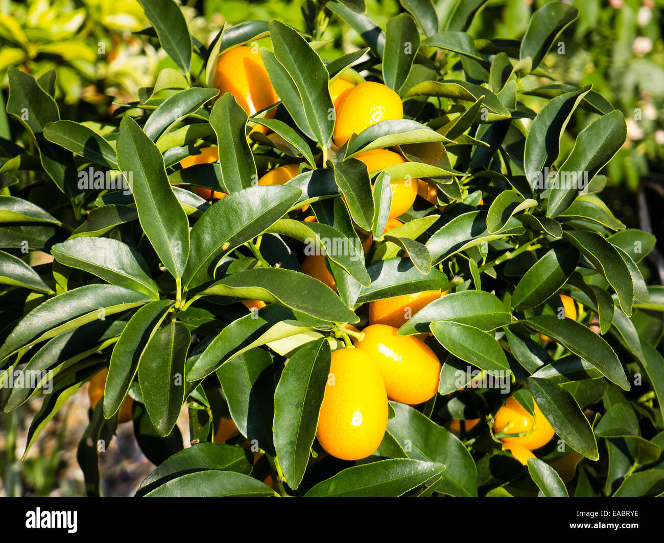 Kumquat frutto pronto a raccogliere e mangiare Foto Stock