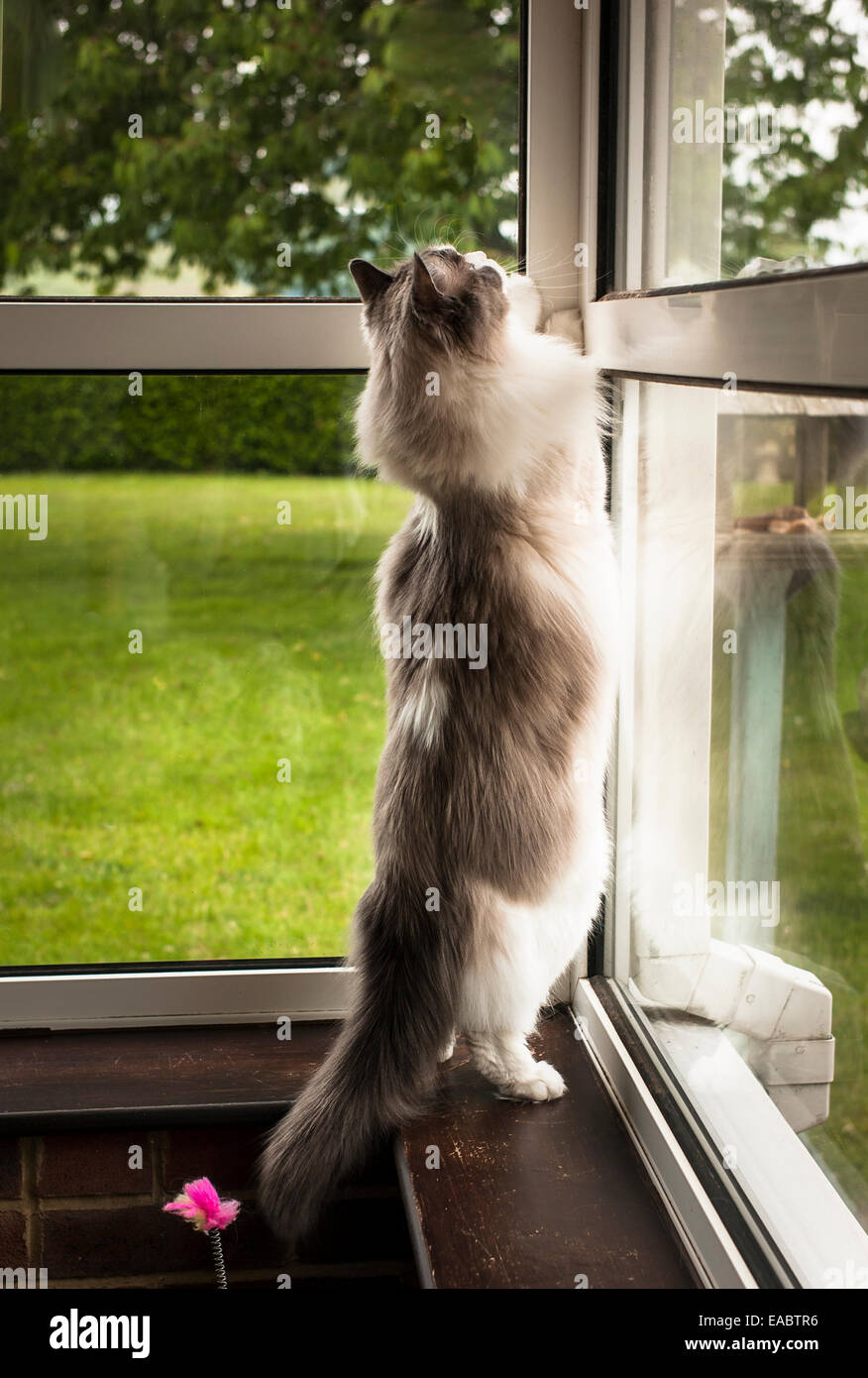 Gatto Ragdoll fino a raggiungere il top del conservatorio dopo un uccello (al di fuori della vista) da qualche parte sul tetto Foto Stock