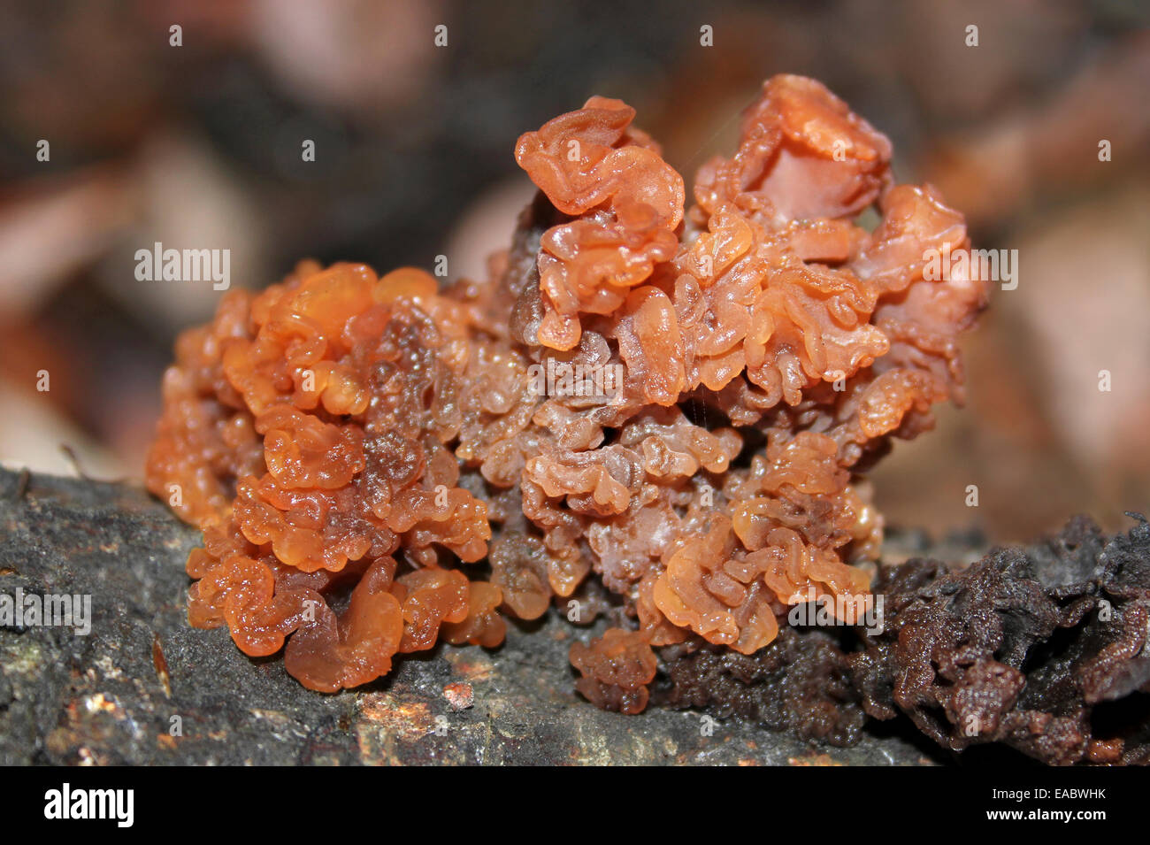 Cervello frondoso Tremella foliacea Foto Stock