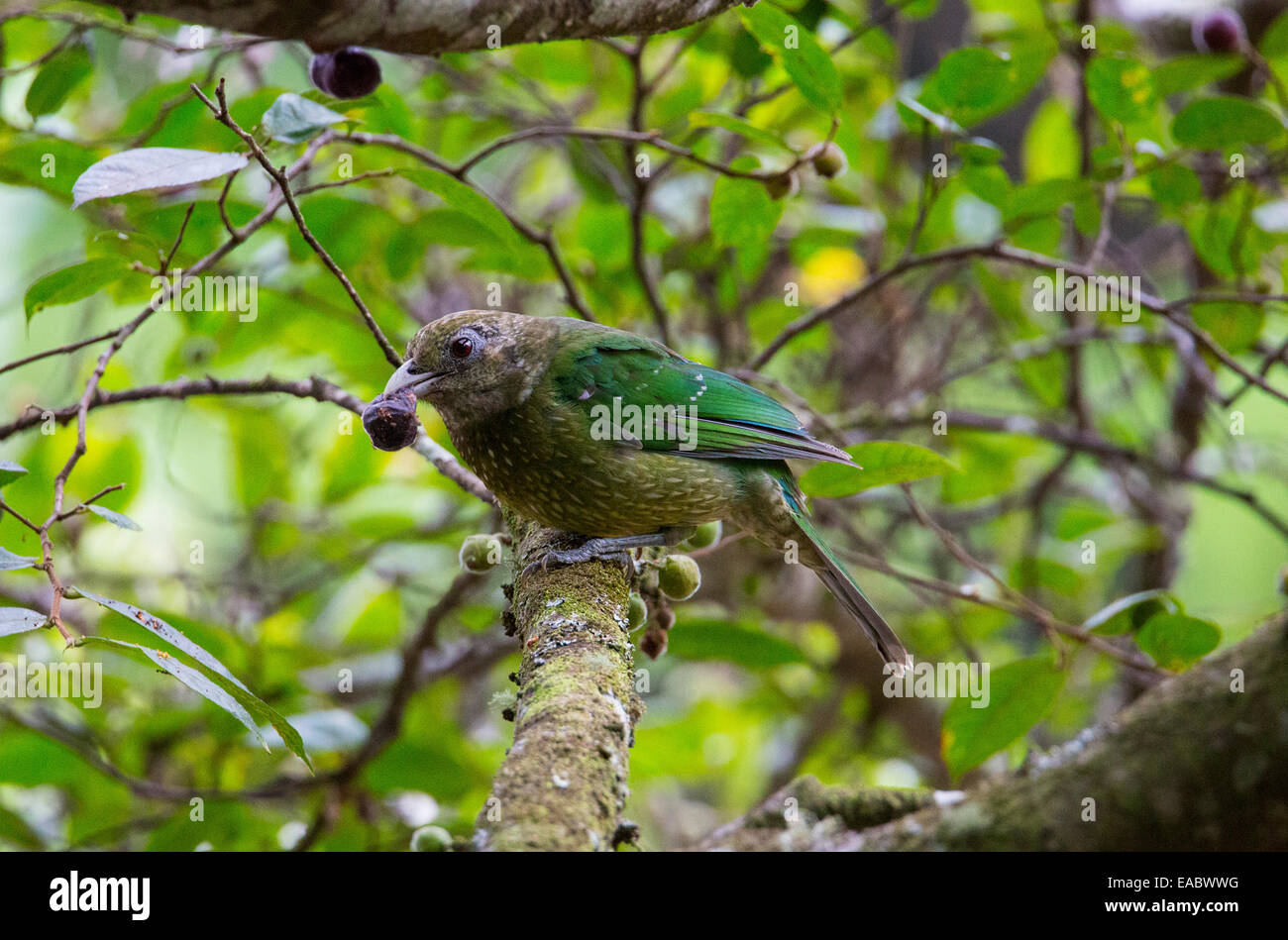Green Catbird (Ailuroedus crassirostris), alimentando il frutto della carta smerigliata Fig (Ficus coronata), il Royal National Park, NSW Austr Foto Stock