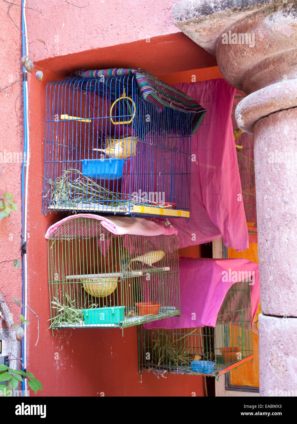 Canarie a gabbia in giardino Foto Stock
