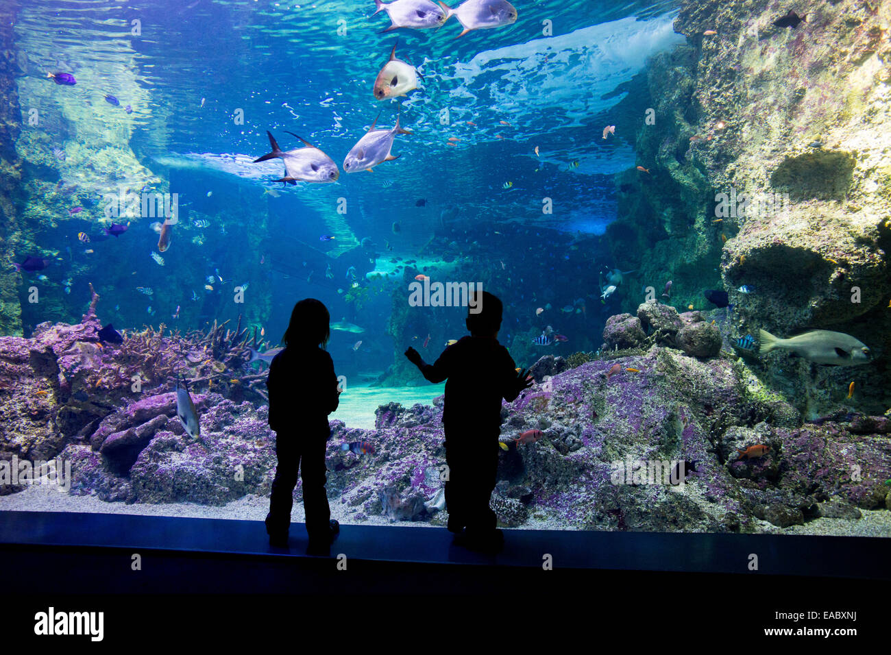 Silhouette di bambini guardando il Great Barrier Reef Aquarium di Sydney, Sea Life Aquarium, il Darling Harbour di Sydney Foto Stock