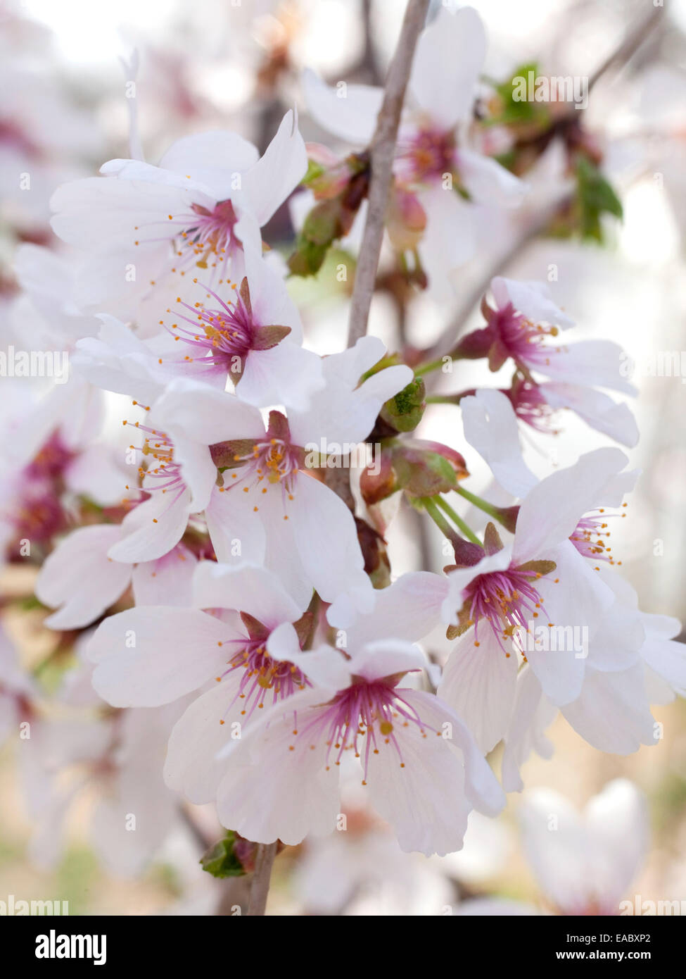 Dettaglio dei fiori di ciliegio su albero in primavera. Foto Stock