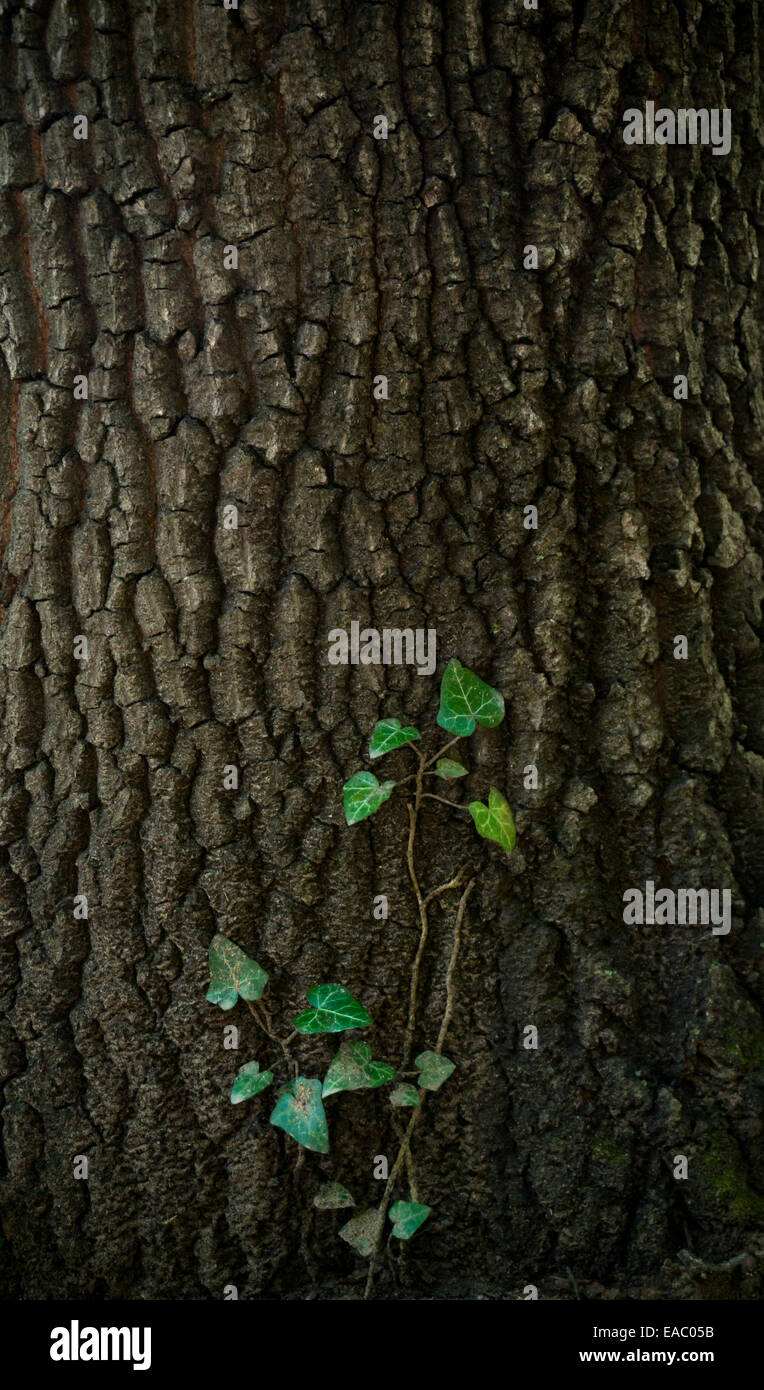 Ivy vine salendo sulla corteccia di un albero. Foto Stock