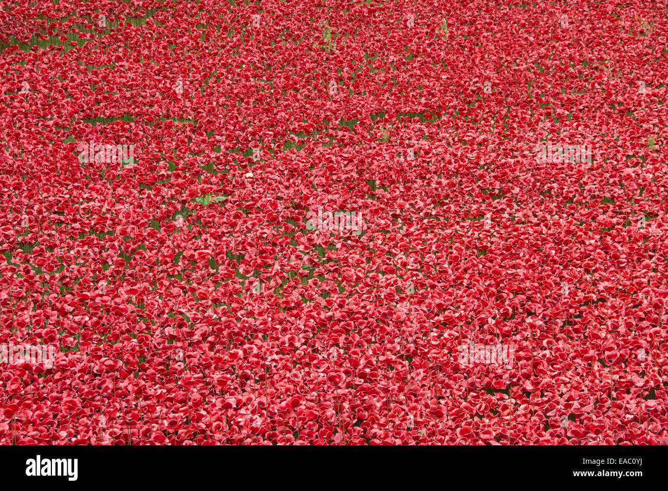 Visualizzazione dei papaveri in ceramica: sangue spazzata di terre e mari di rosso. Torre di Londra - Inghilterra Foto Stock