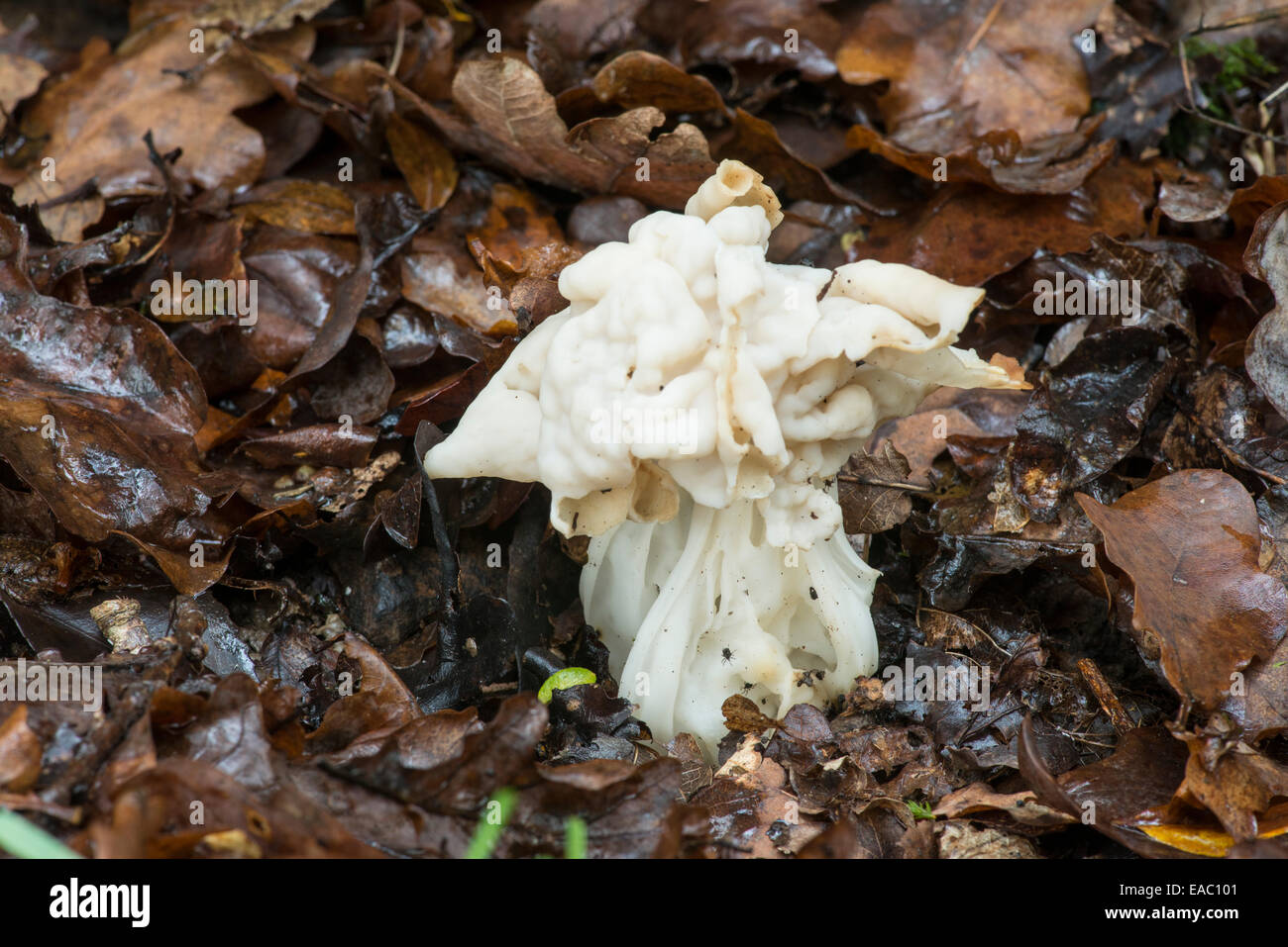 Bianco fungo Sella: Helvella crispa. Sussex, Inghilterra Foto Stock