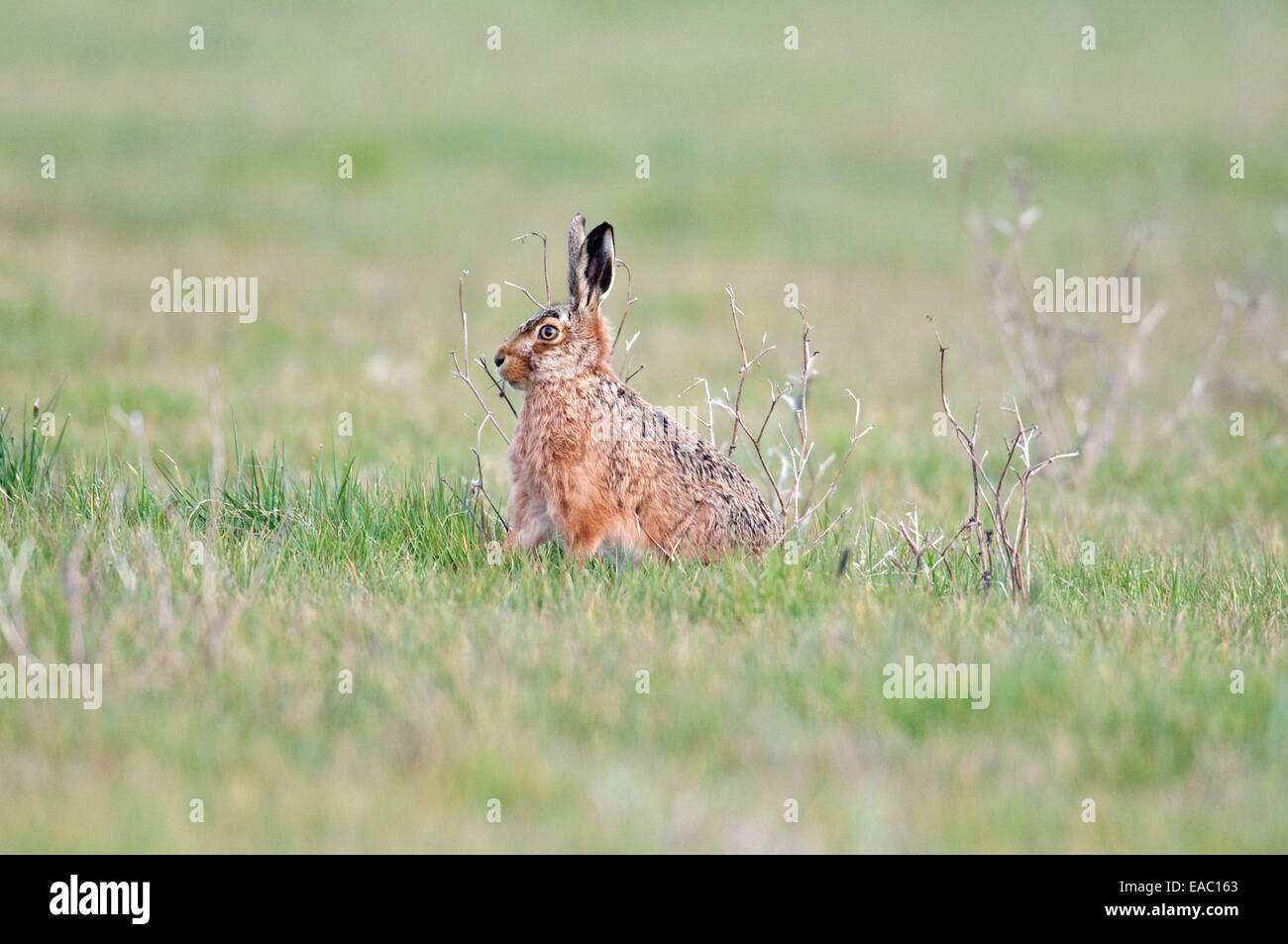 Brown lepre Lepus europaeus Elmley Marsh Kent REGNO UNITO Foto Stock