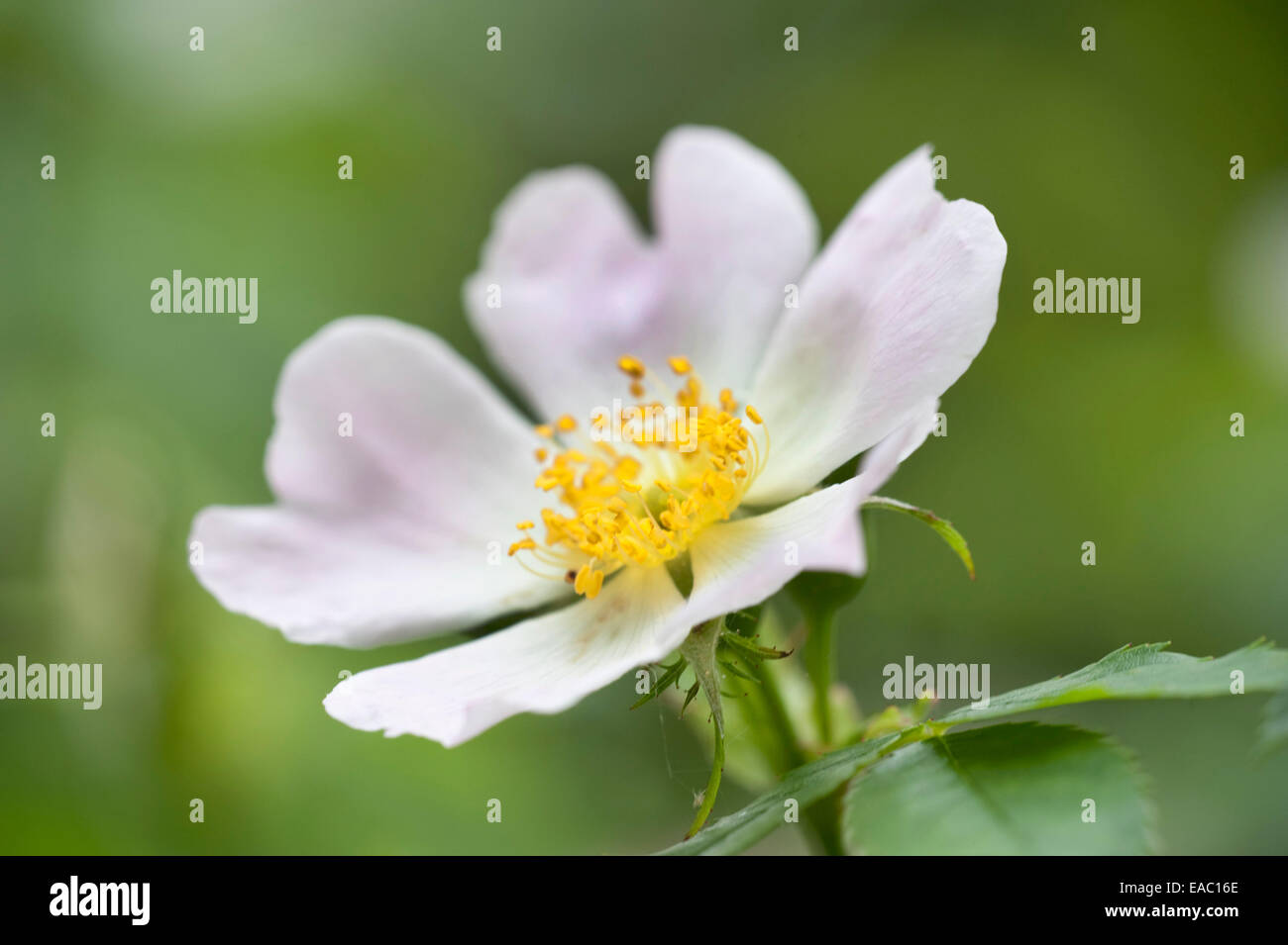 La Rosa canina Rosa canina REGNO UNITO Foto Stock