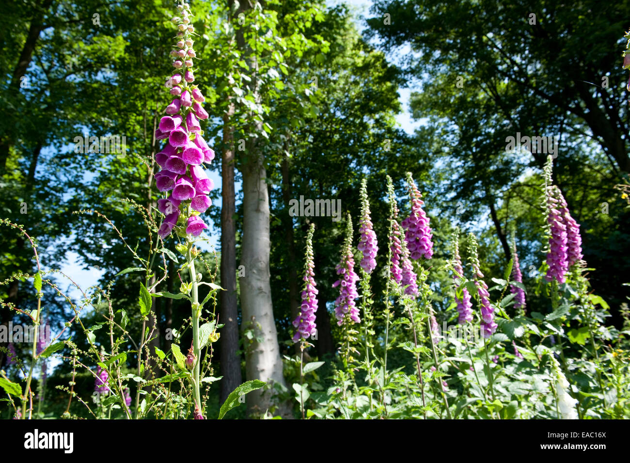Foxglove comune Digitalis purpurea Kent REGNO UNITO Foto Stock