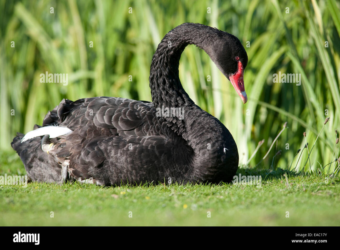 Cigno Nero Cygnus atratus Kent REGNO UNITO Foto Stock