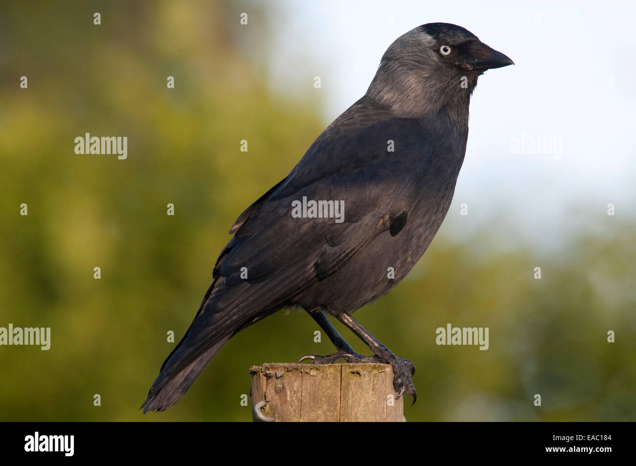 Taccola Corvus monedula Kent REGNO UNITO Foto Stock