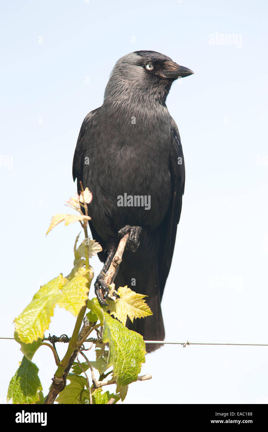 Taccola Corvus monedula Kent REGNO UNITO Foto Stock