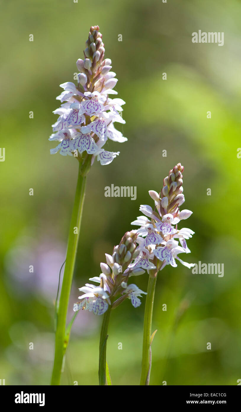 Orchidea macchiata Dactylorhiza maculata Kent REGNO UNITO Foto Stock