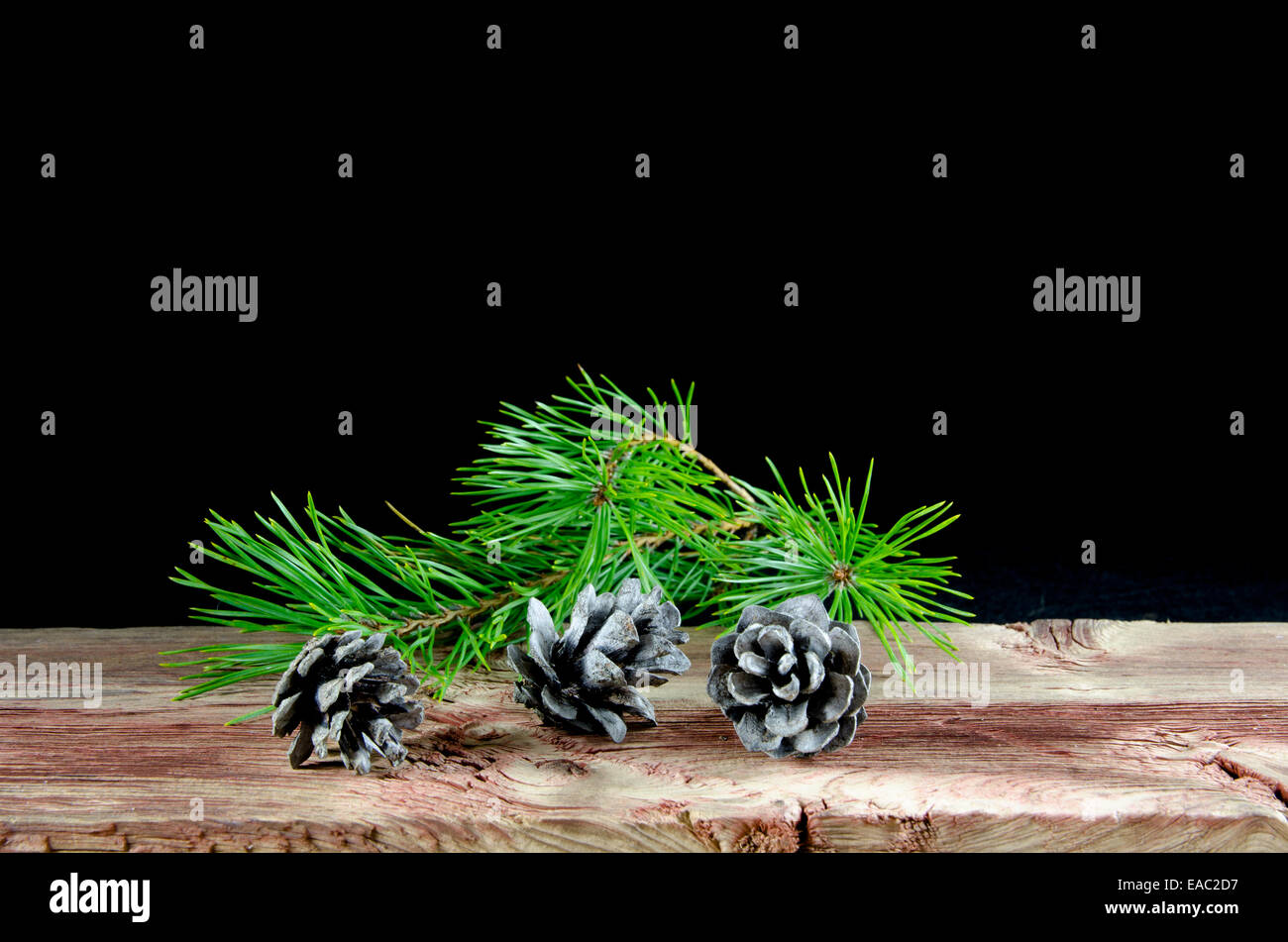 Tre alberi di pino e coni un ramoscello in corrispondenza di un vecchio weathered tavolo in legno a sfondo nero Foto Stock
