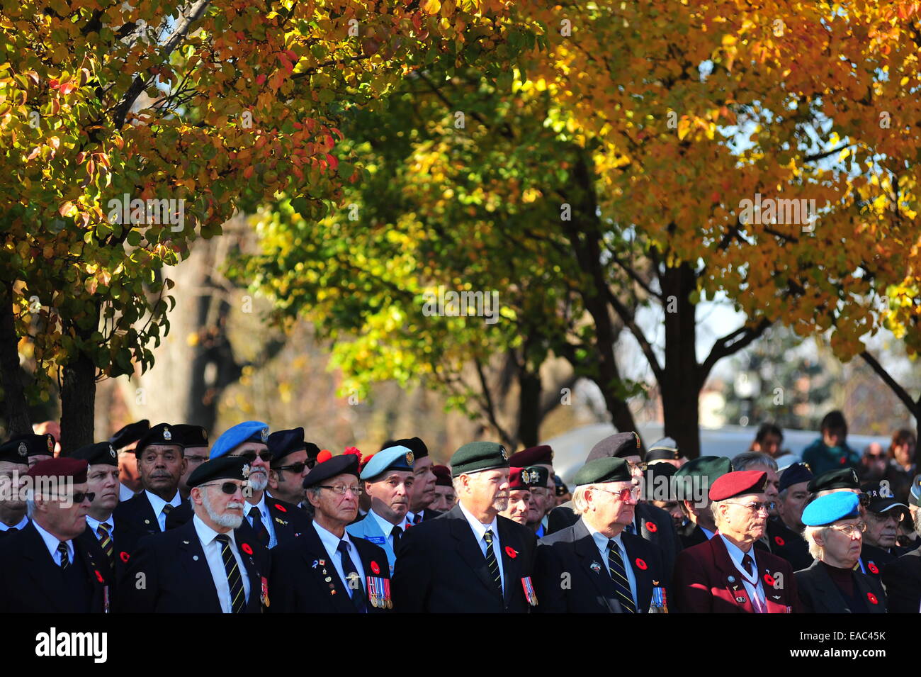 London, Ontario, Canada. 11 Novembre, 2014. Il passato e il presente dei membri della Canadian servizi armati e i membri del pubblico a raccogliere il cenotafio in London, Ontario per osservare il giorno del ricordo. Su questo pubblico su tutto il territorio nazionale per le vacanze europee tenere cerimonie a pagare rispetto ai caduti. Credito: Jonny bianco/Alamy Live News Foto Stock