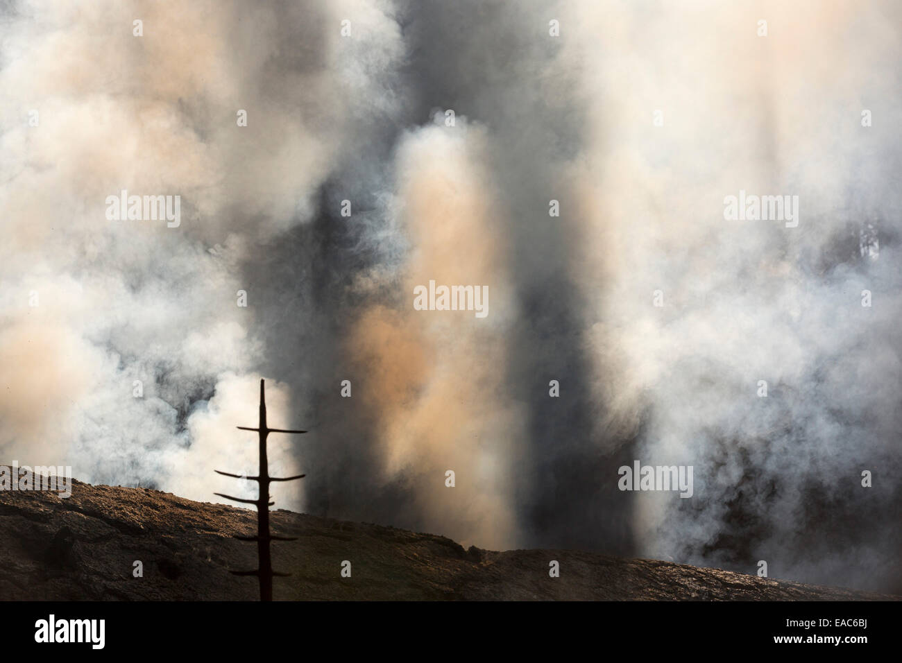 Il Re fuoco in El Dorado National Forest, California, Stati Uniti d'America. Foto Stock