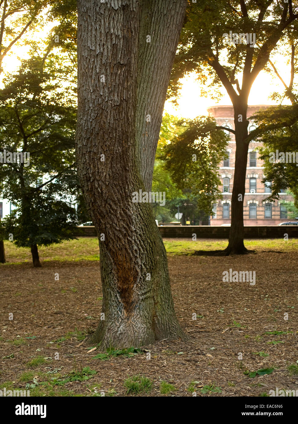 Tronco di albero in Prospect Park di Brooklyn nel pomeriggio. Foto Stock