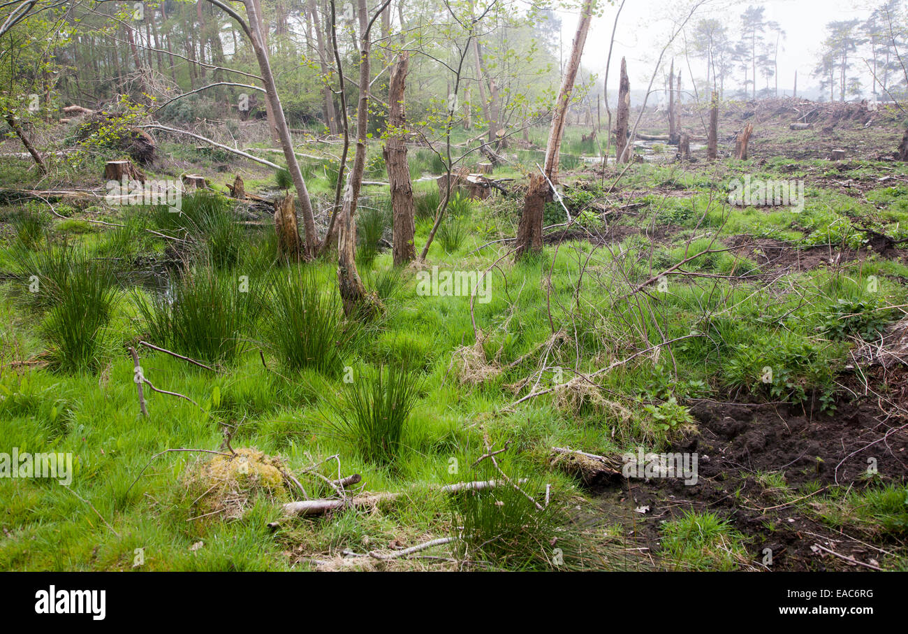 Terreni paludosi appena deforestata nella foresta di Tunstall, vicino Sudbourne, Suffolk, Inghilterra, Regno Unito Foto Stock