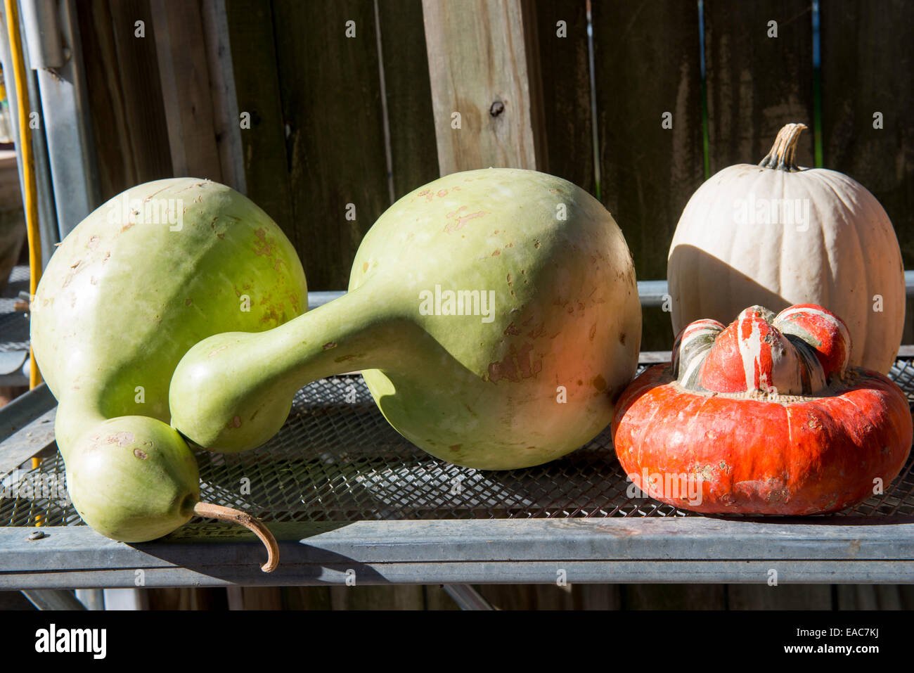 Le zucche di Halloween di Saint Michaels, Maryland, Stati Uniti d'America Foto Stock