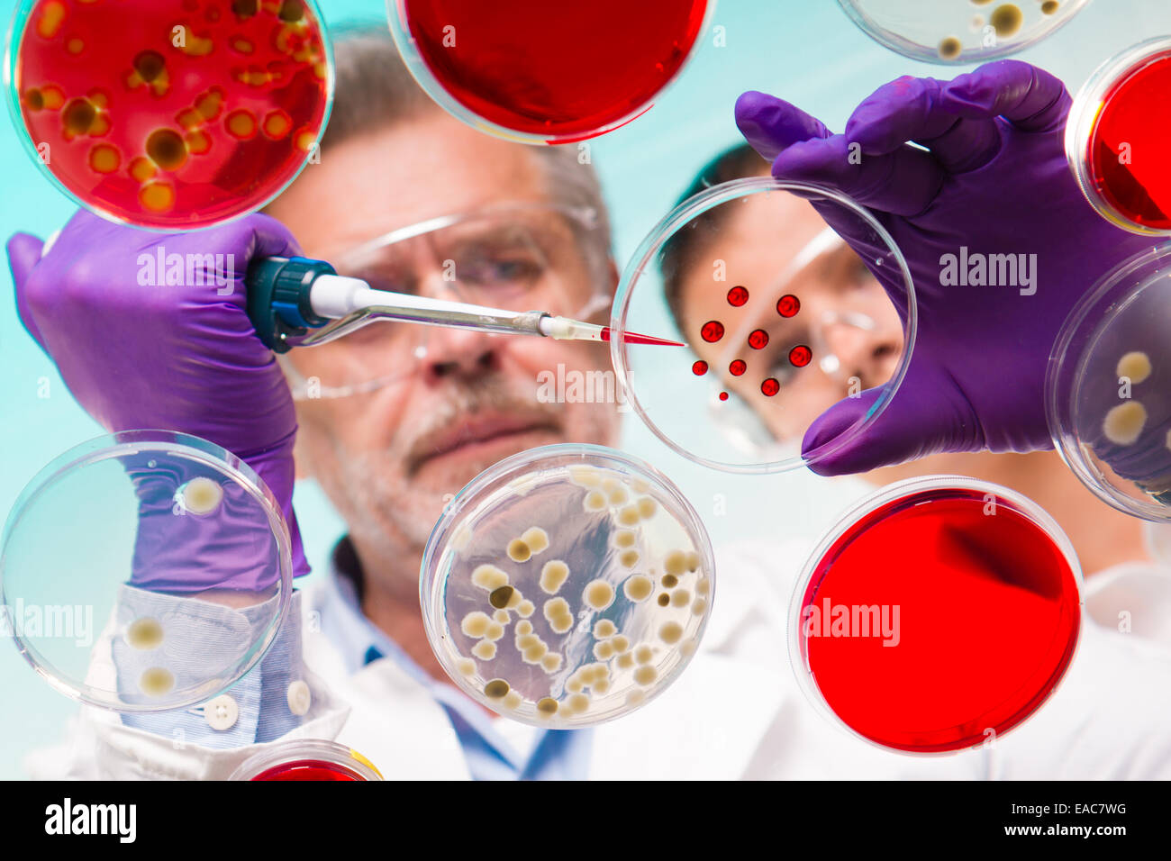 Senior life science ricercatore innestando i batteri. Foto Stock