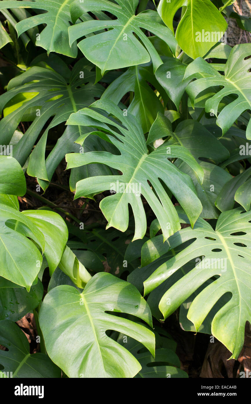 Ben diviso fogliame del formaggio svizzero impianto, Monstera deliciosa Foto Stock