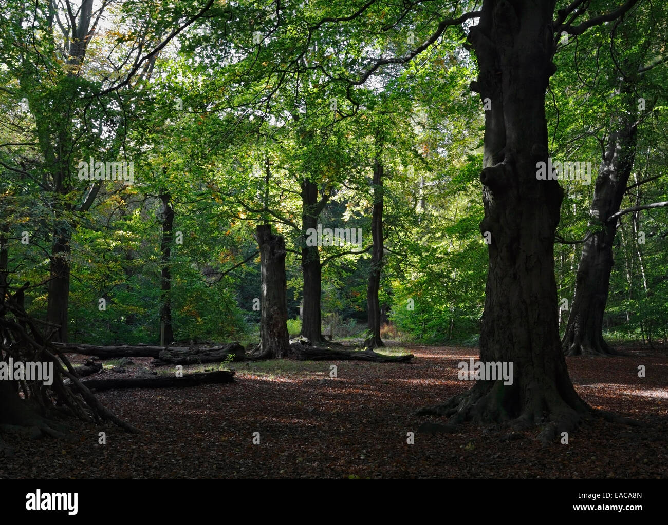 Boschi di Ecclesall, antichi boschi di ciottoli a Sheffield, Inghilterra. Biodiversità del percorso suburbano della biomassa Foto Stock