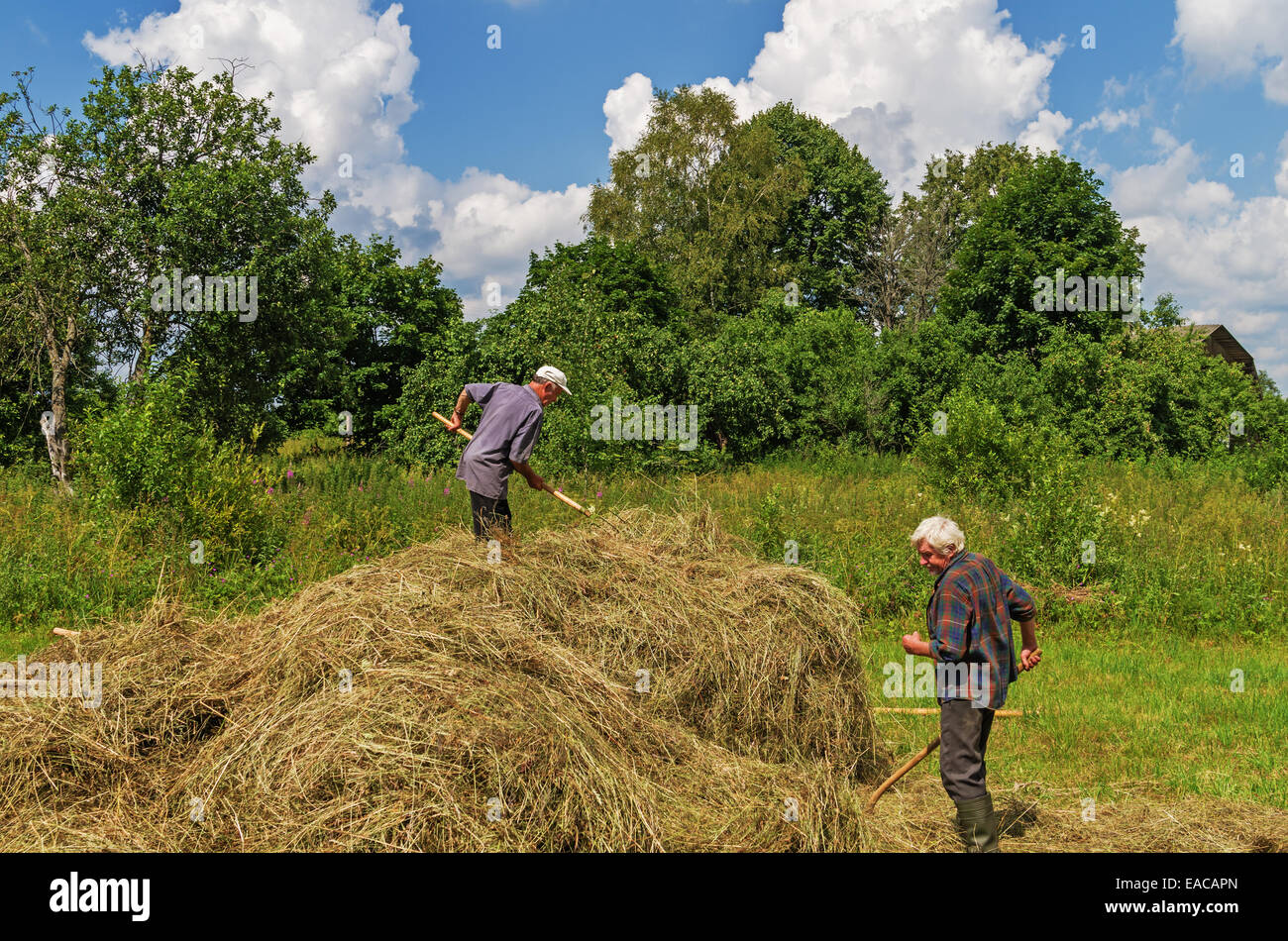 Essiccazione del fieno, trasporto e haystacks per mucche e cavalli nel villaggio. Foto Stock