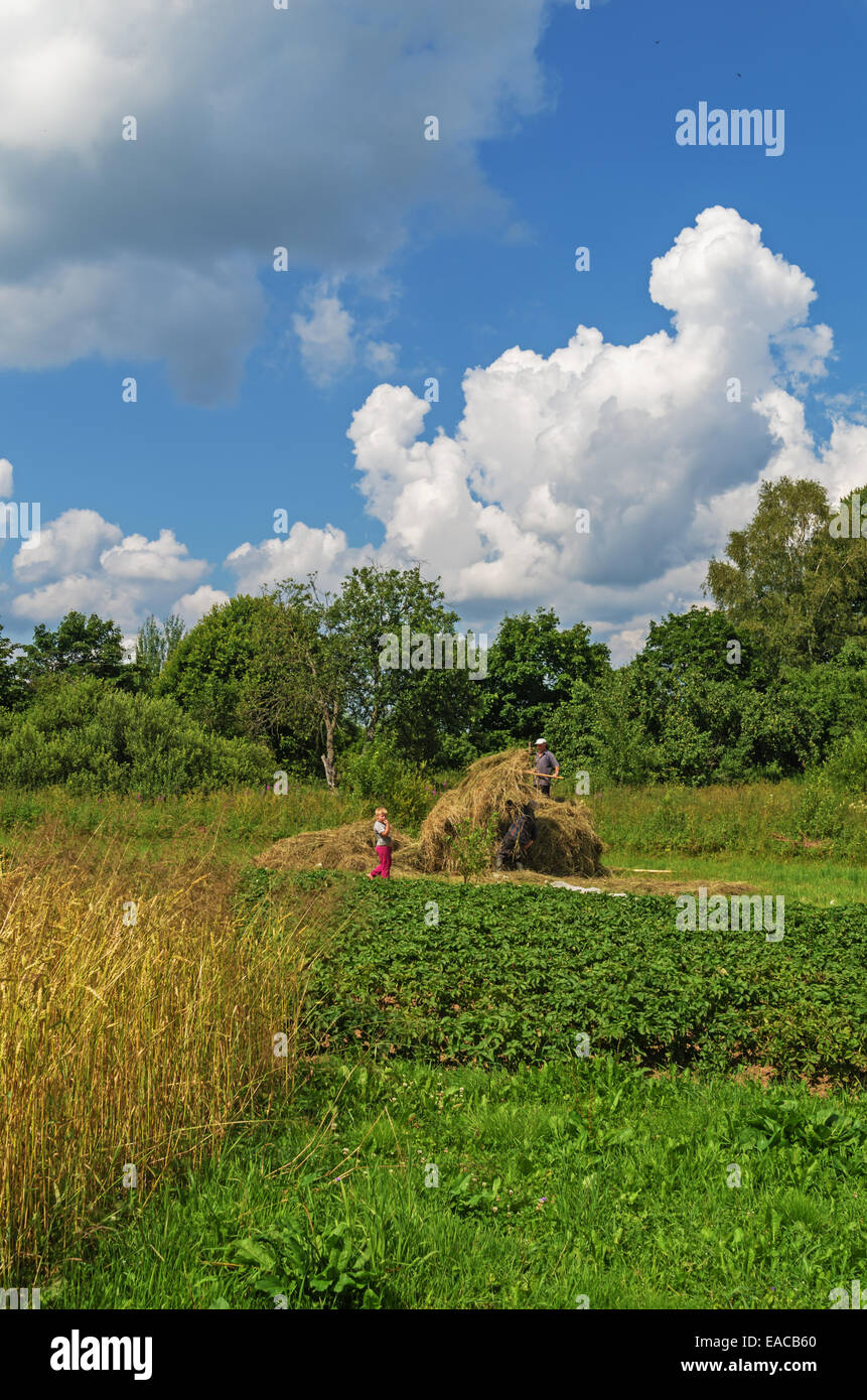 Essiccazione del fieno, trasporto e haystacks per mucche e cavalli nel villaggio. Foto Stock